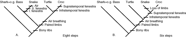 cladogram 1