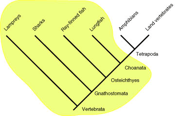 fish cladogram