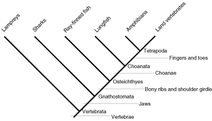 vertebrate cladogram