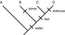 cladogram 2