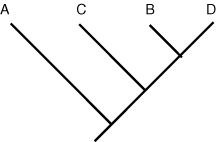 cladogram 3