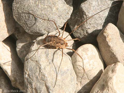 Daddy Long Legs Spider - Spiders in Sutton Massachusetts