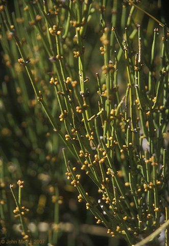 Weird arid adapted plants with