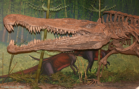 redondasaurus74559s.jpg