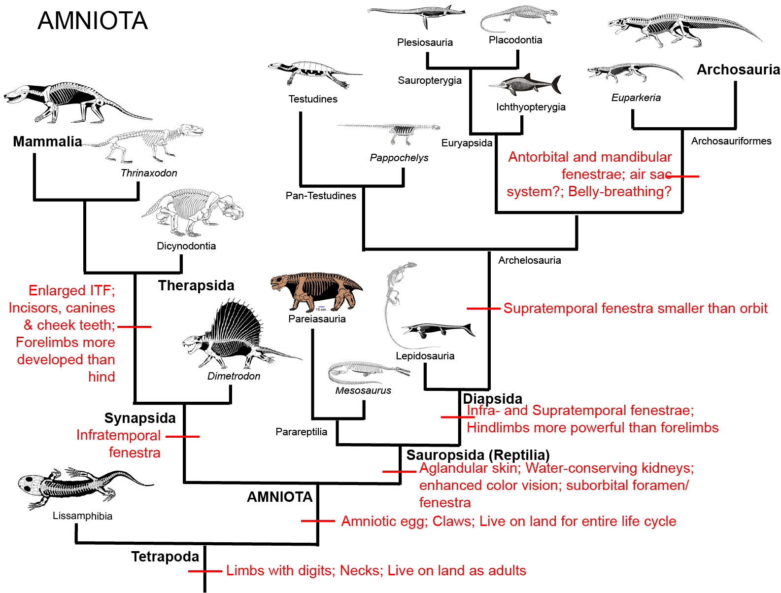 During the Permian Period (299-251 Ma) and early part of the Triassic Period 