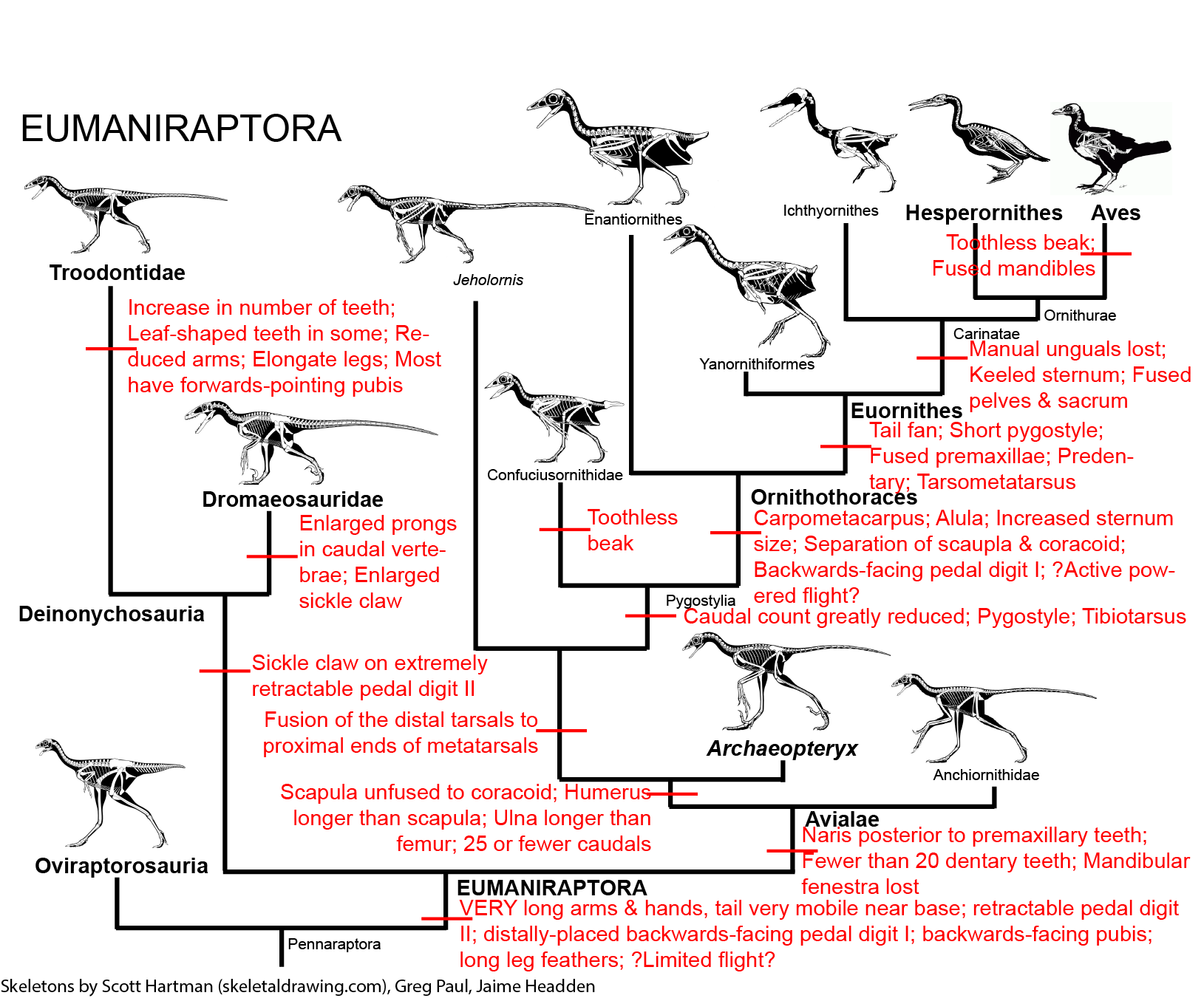 Liaodactylus primus and the ecological evolution of Pterodactyloidea.