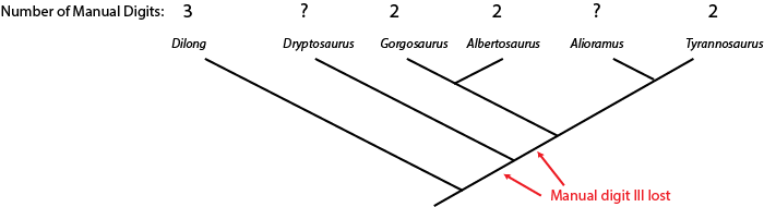 Phylogeny of Higher Taxa in Insecta: Finding Synapomorphies in the Extant  Fauna and Separating Them from Homoplasies