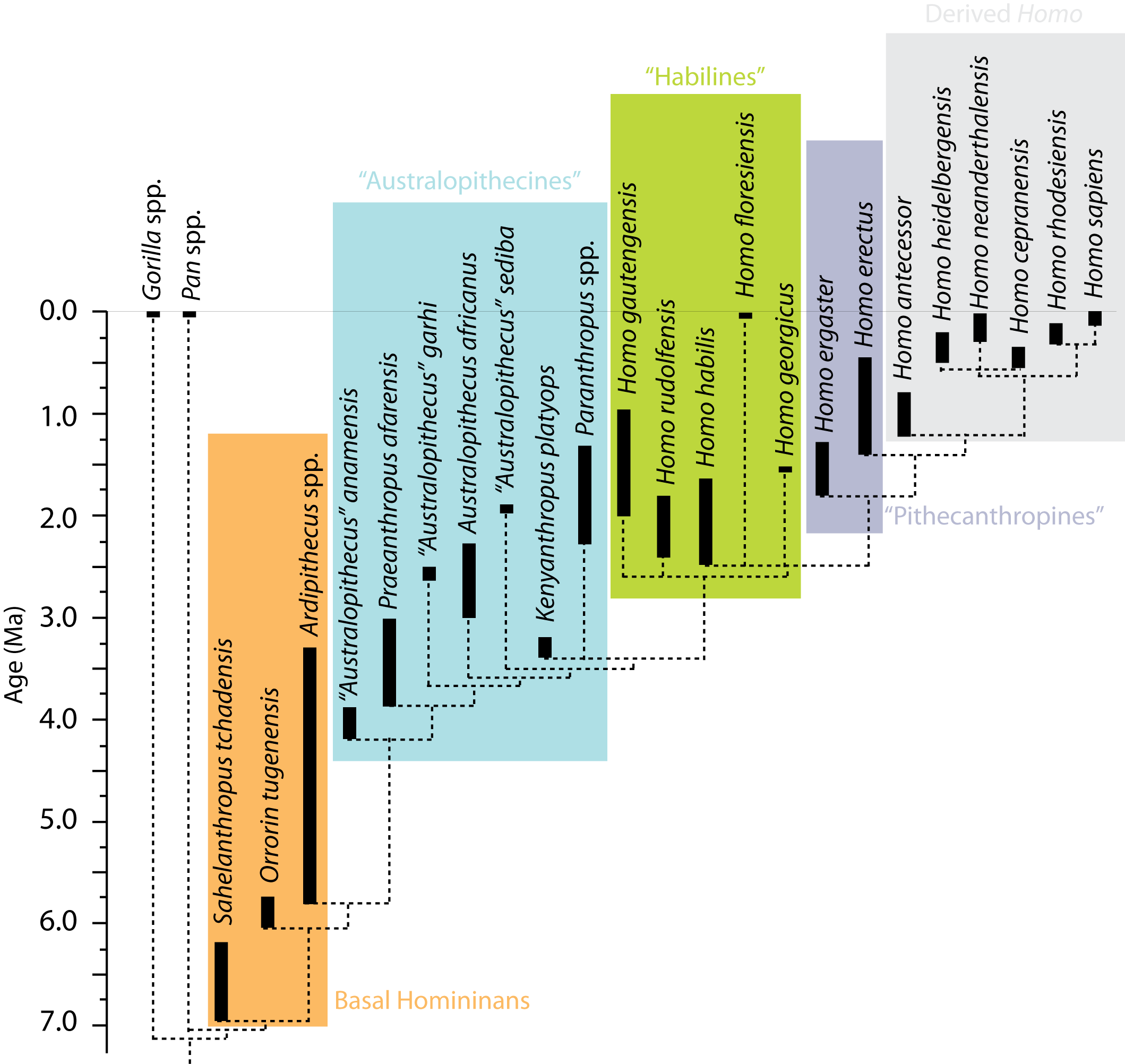 Реферат: Phylogeny Of Australopithecus Essay Research Paper This