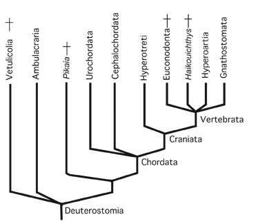 what is chordata