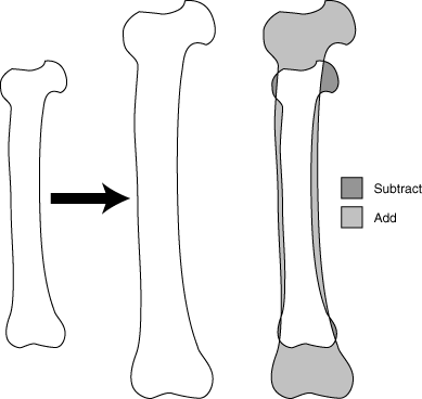 Schematic cartoon of vertebrate bone growth