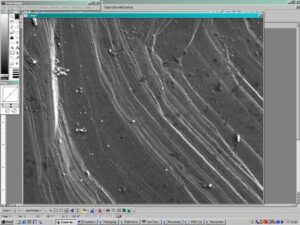 Image opened in Scion Image