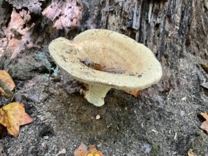 Mushroom at the base of a tree