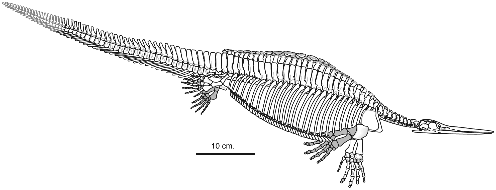 Corosaurus alcovensis