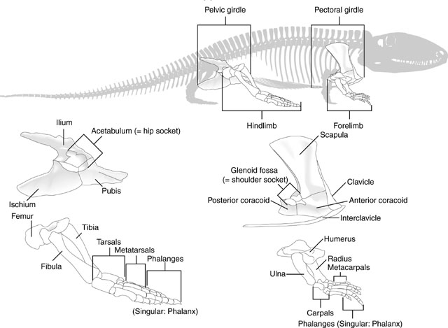 Girdle's history and evolution