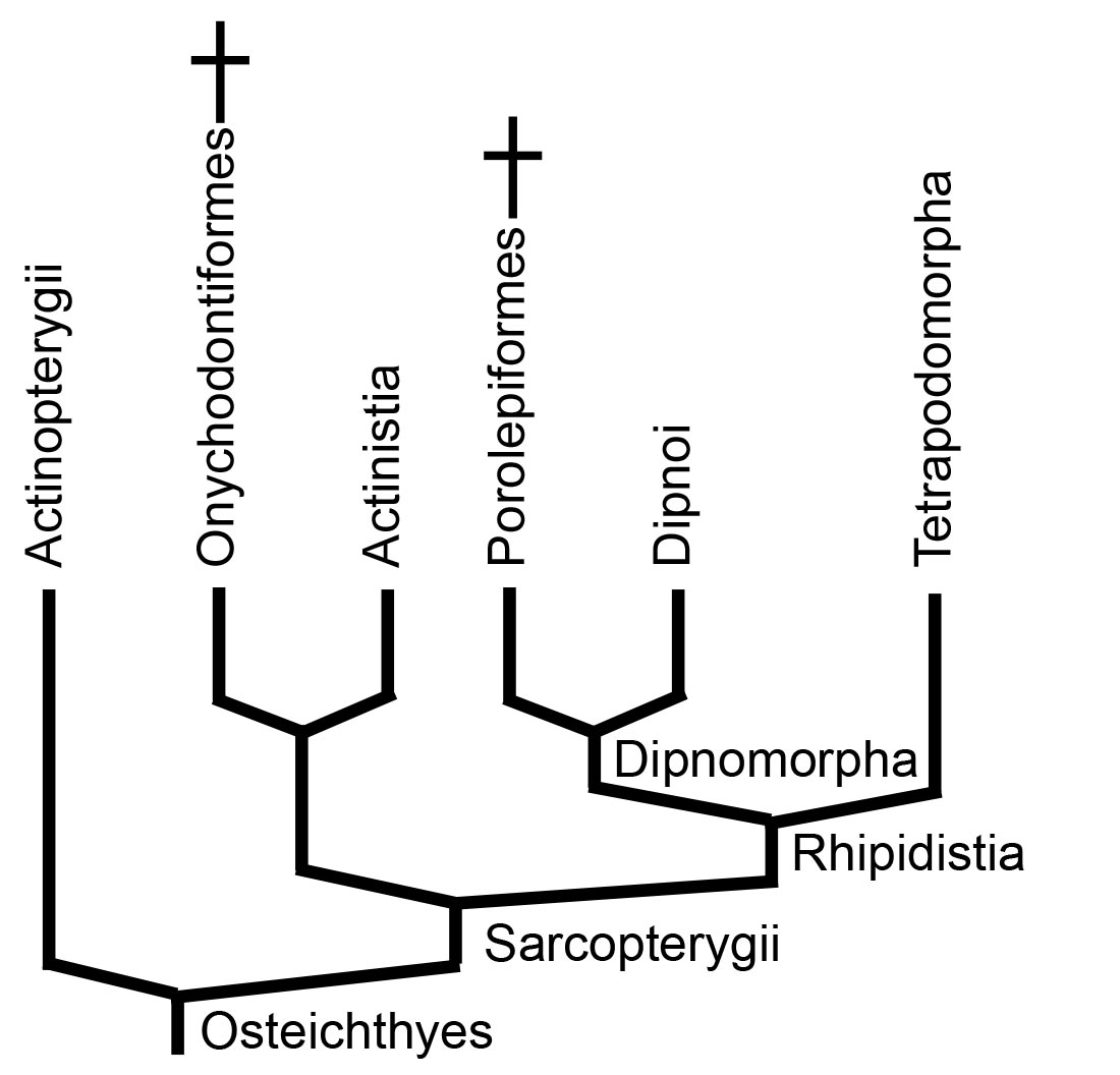 Fish, reconsidered: An updated 'Tree of Life' draws surprising connections