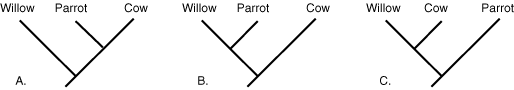 cladogram 1