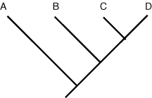 cladogram 2