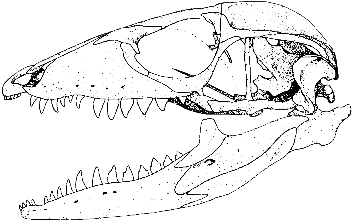 Челюсть рептилий. Череп варана сбоку. Череп варана анатомия. Череп пресмыкающегося. Череп рептилий.