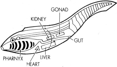 GEOL431 - Vertebrate Paleobiology