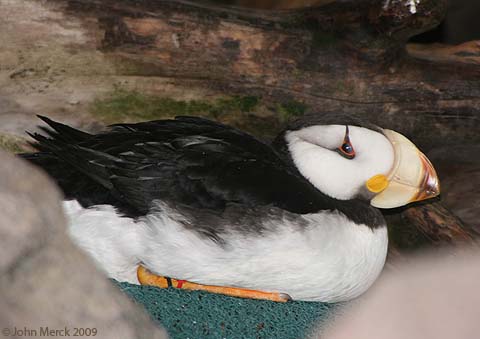 Horned Puffin - Alaska Sealife Center