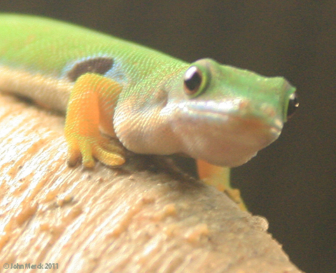 portrait