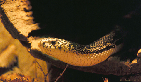 Northern pine snake  Smithsonian's National Zoo and Conservation Biology  Institute