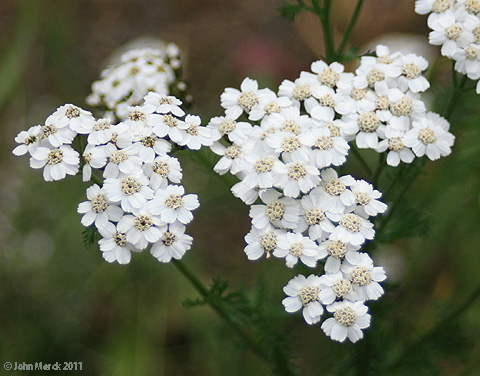 Plants by taxon