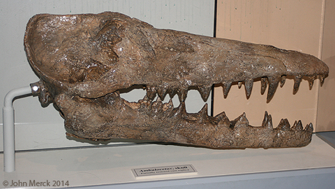 ambulocetus skull