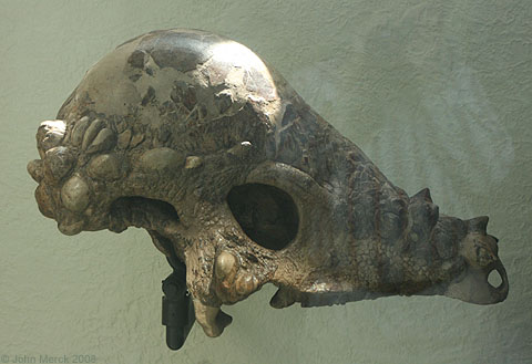 Pachycephalosaurus wyomingensis Skull – Lance Fm Specimen – Display Replica  – Black Hills Institute