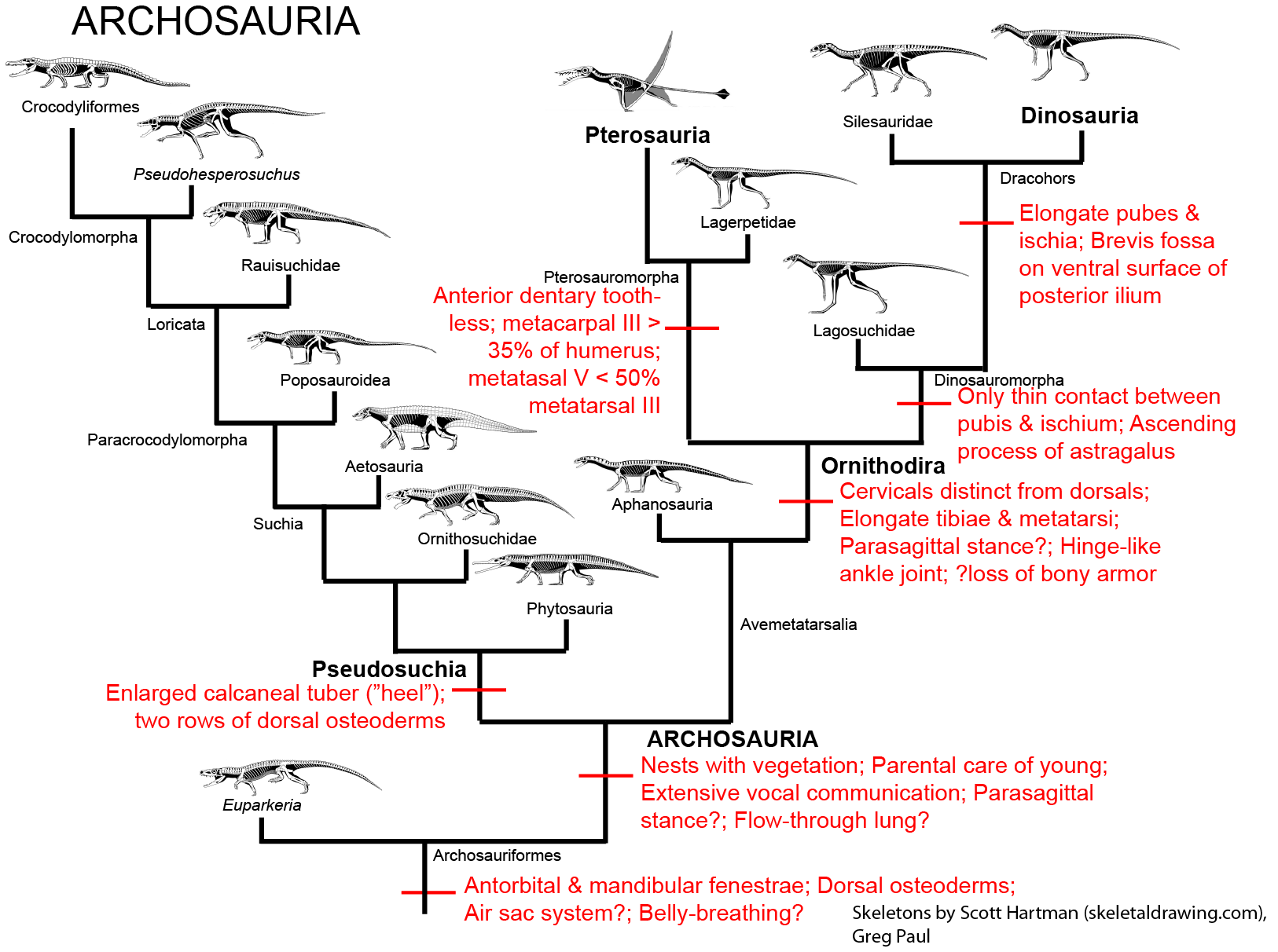 They are giant lizards....hence in the classification of reptiles....of tho...