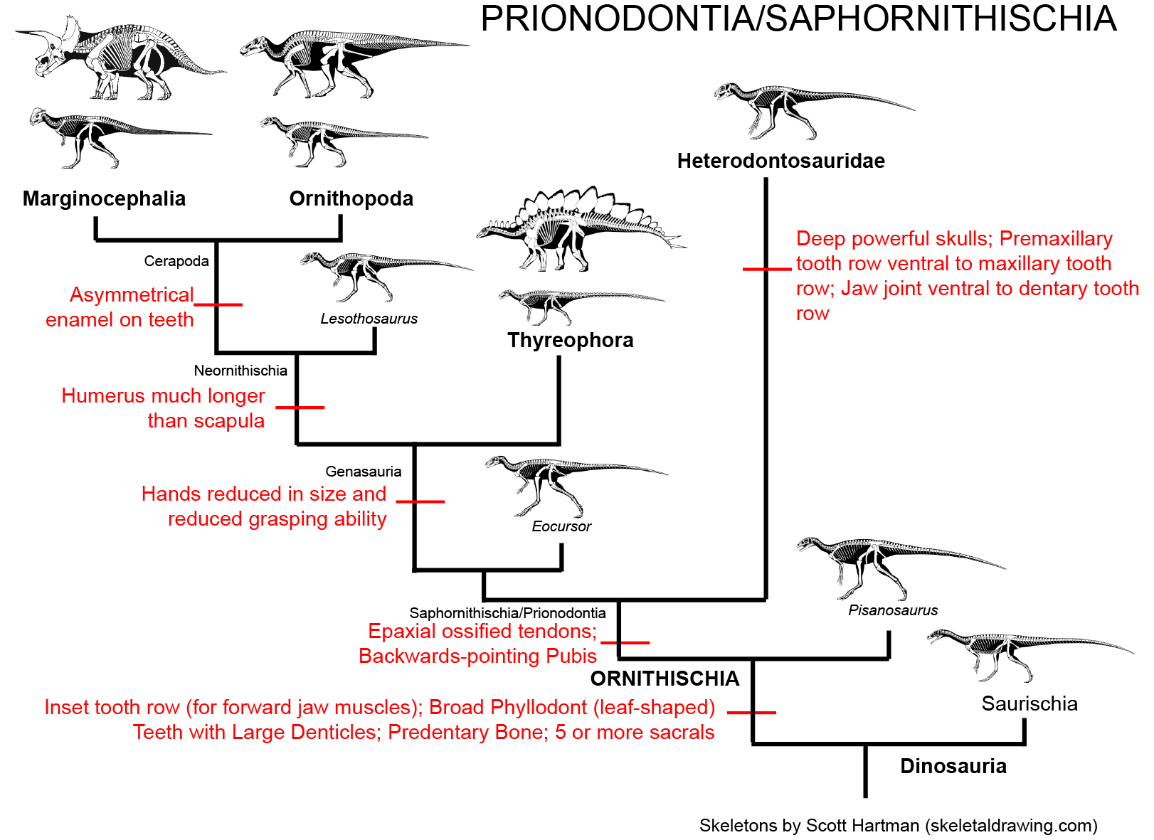 104Ornithischia.png