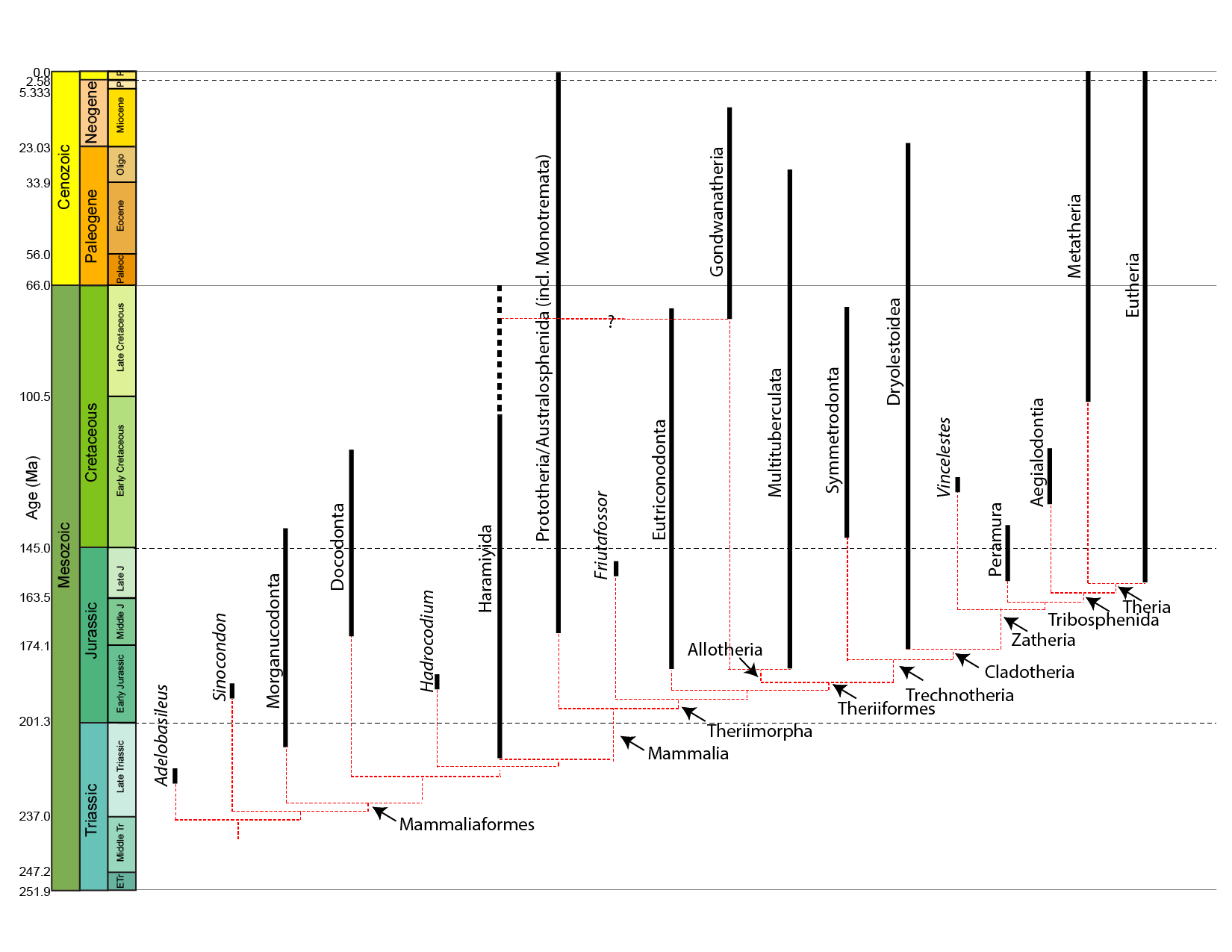 Synoptic phylogeny of Mammaliaformes