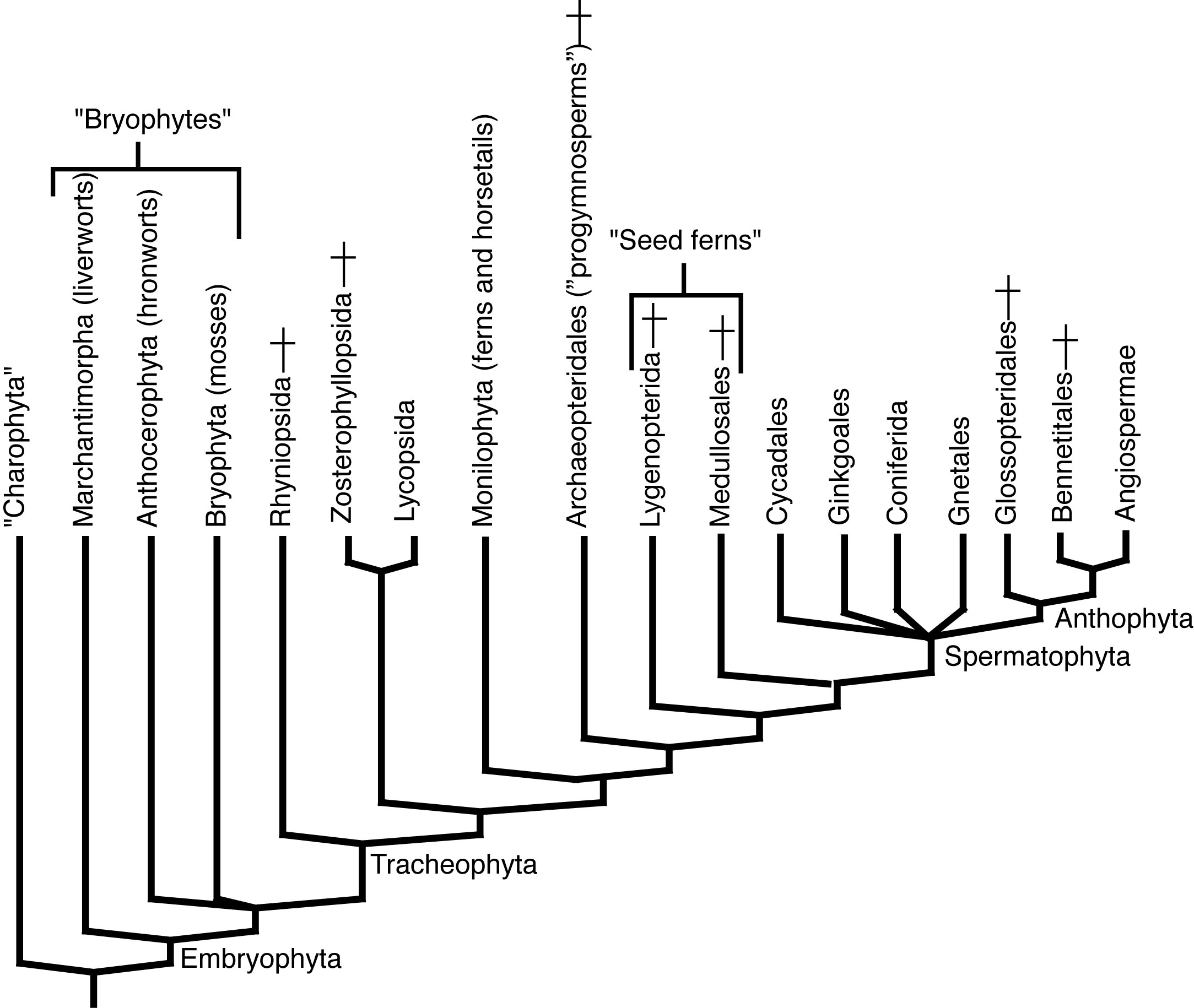 vascular plant cladogram